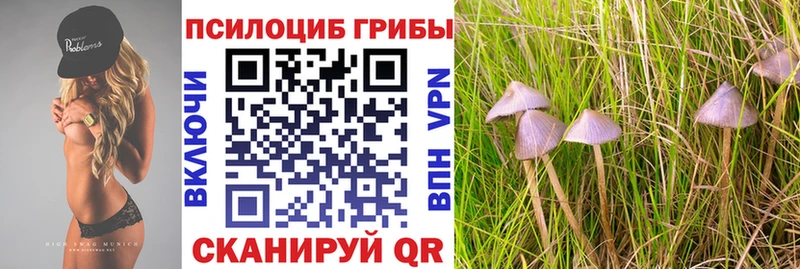 блэк спрут как войти  Миньяр  Галлюциногенные грибы Psilocybine cubensis 